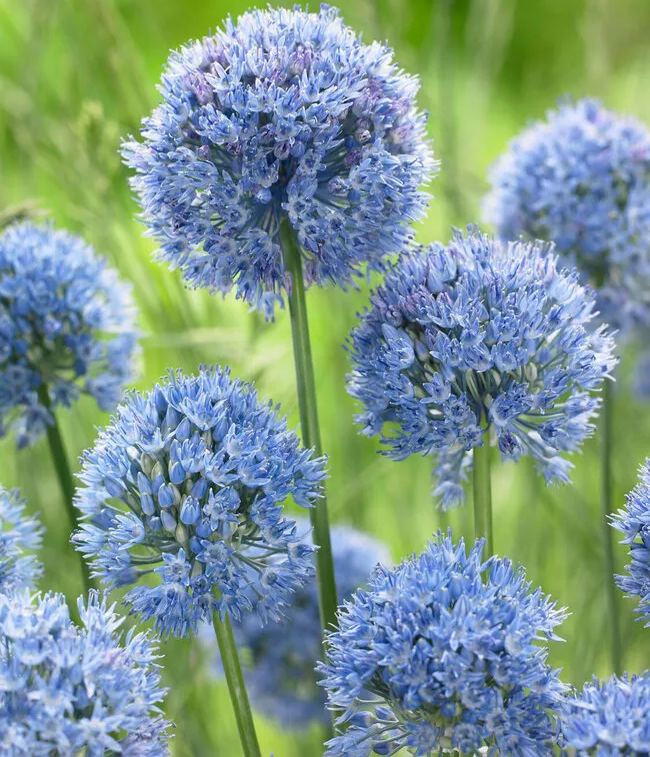 Allium azureum