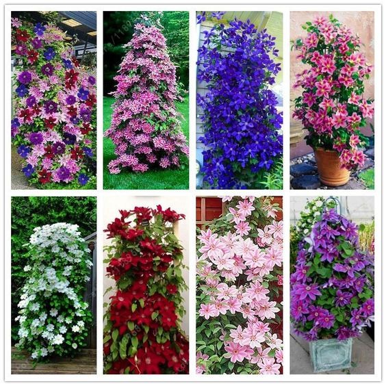 Climbing Mixed Perennial Clematis Seeds - Over 50 Kinds Mixed