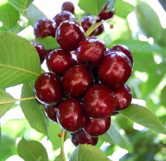 Fully Imported Chilean Chelsea Seeds Sweet Cherry Seeds