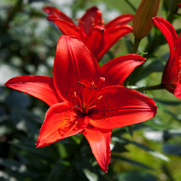 Oriental Perfume Lily Bulbs