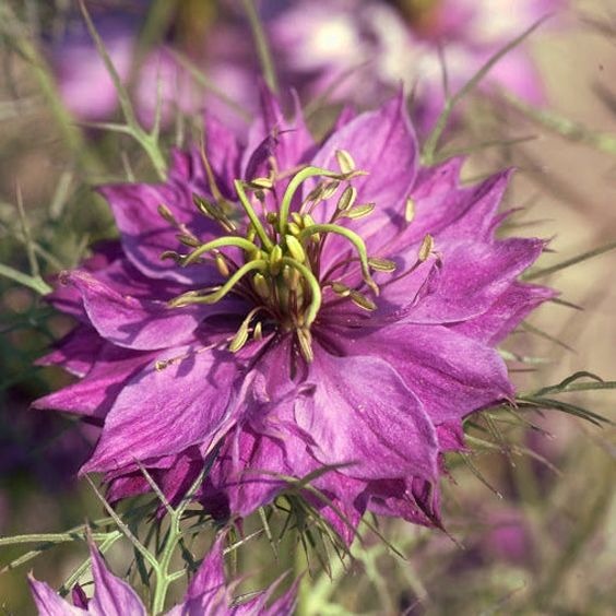 Rare Love-in-a-Mist Seeds, Nigella Sativa Seeds