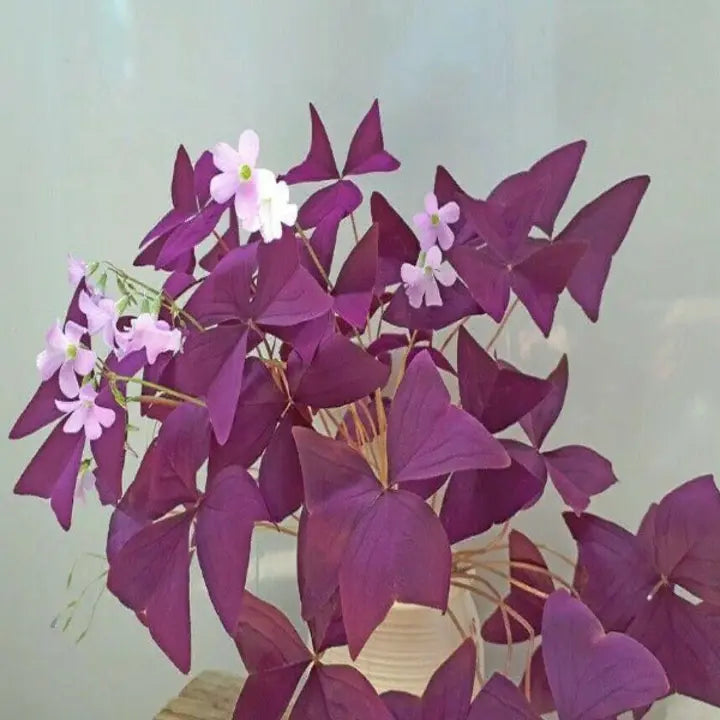 10Pcs Flowers Sourdough Cuckoo Shamrock sorrel lichen garden-chloriseeds