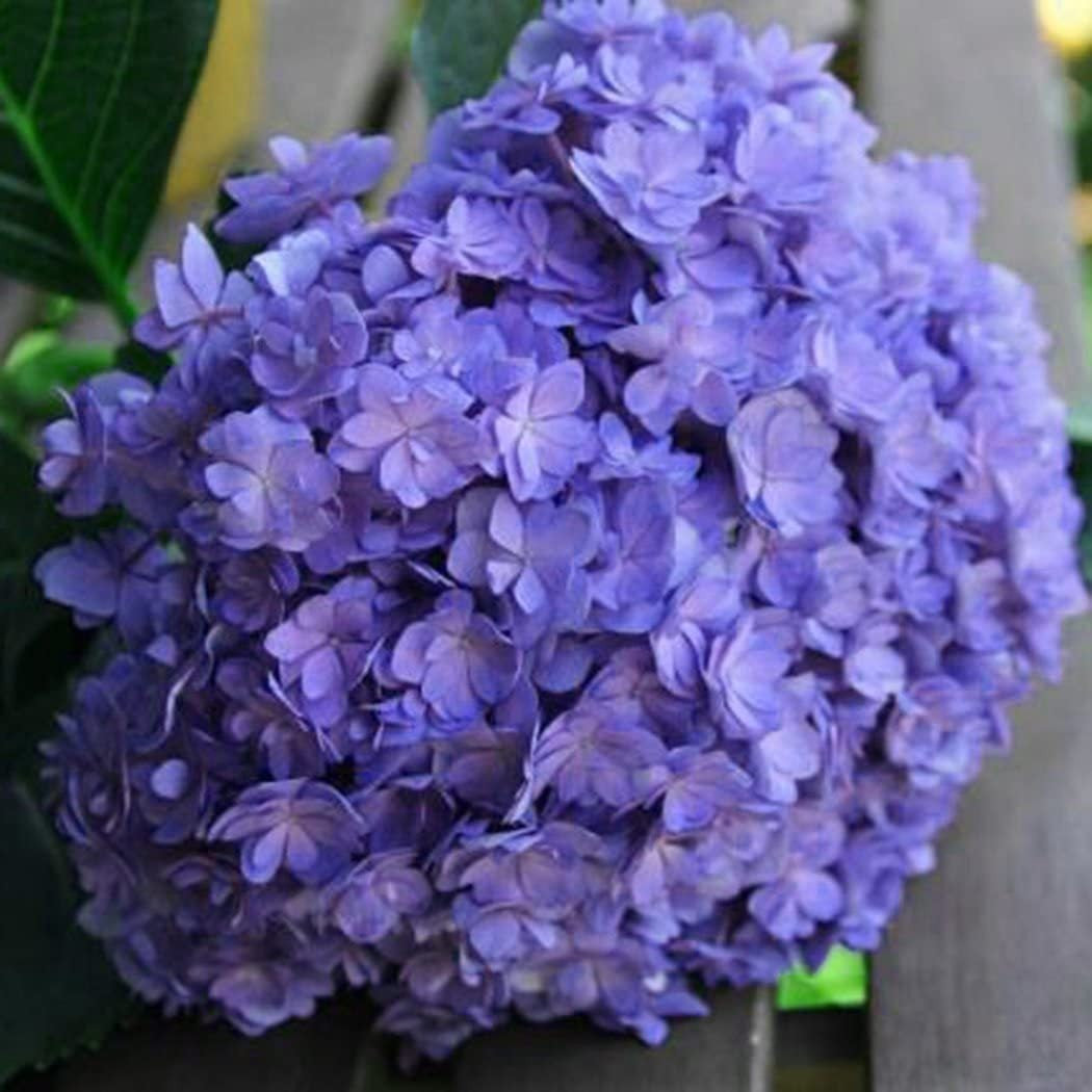 💙100 Pcs Hydrangea Seed Bonsai Flower Seeds ☀️Hydrangea Perennial Garden Home