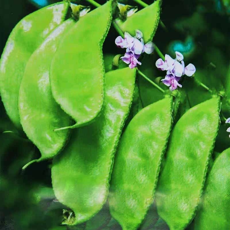 Hyacinth Beans Seeds