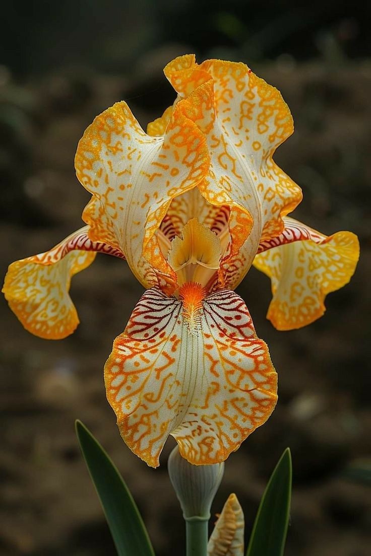 🔥【Limited Time Sale】🌺Iris Seeds - Rare Species