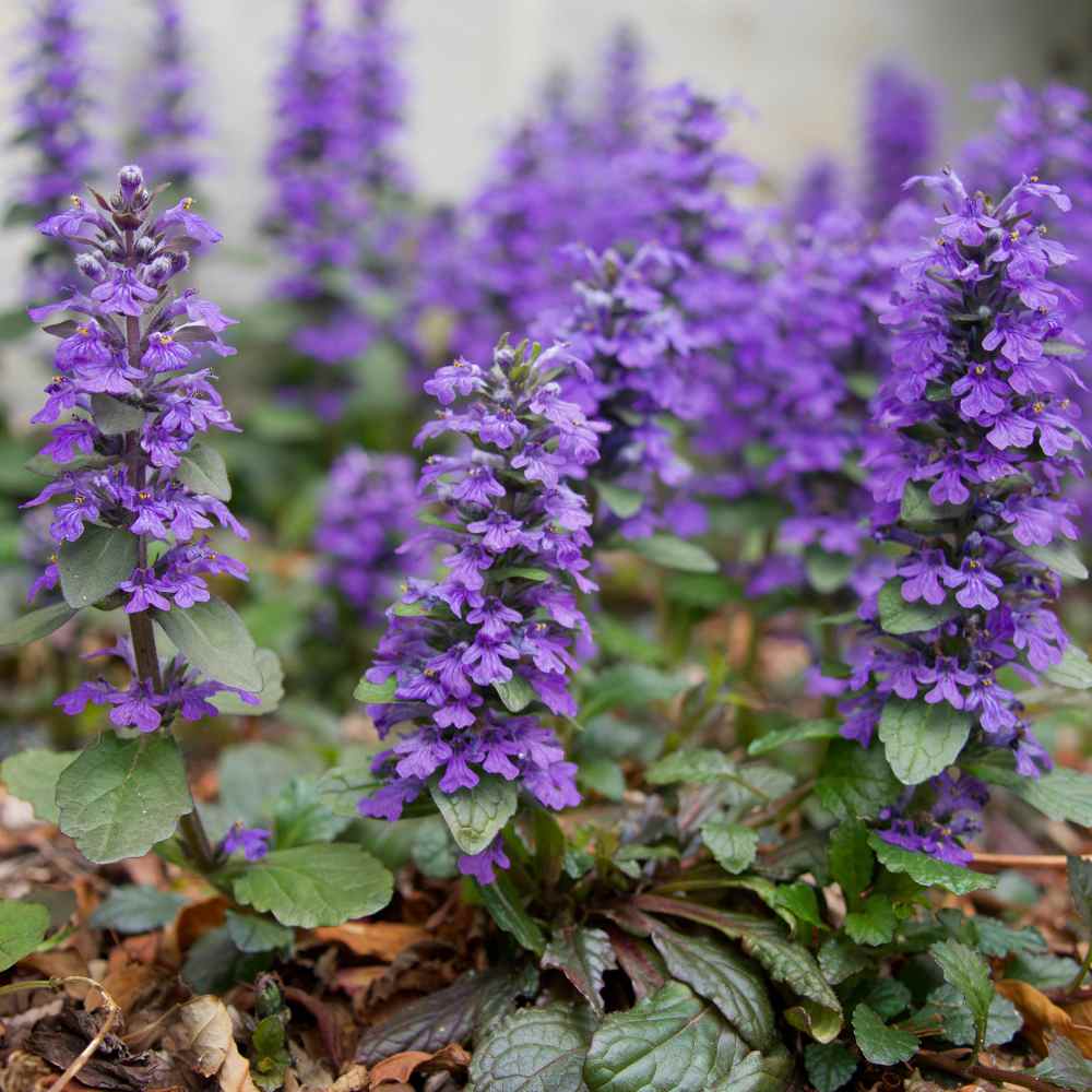 🌿 Ajuga Reptans Seeds – The Perfect Ground Cover for Any Garden! 🌸✨