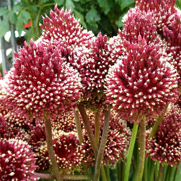 Allium Red Mohican