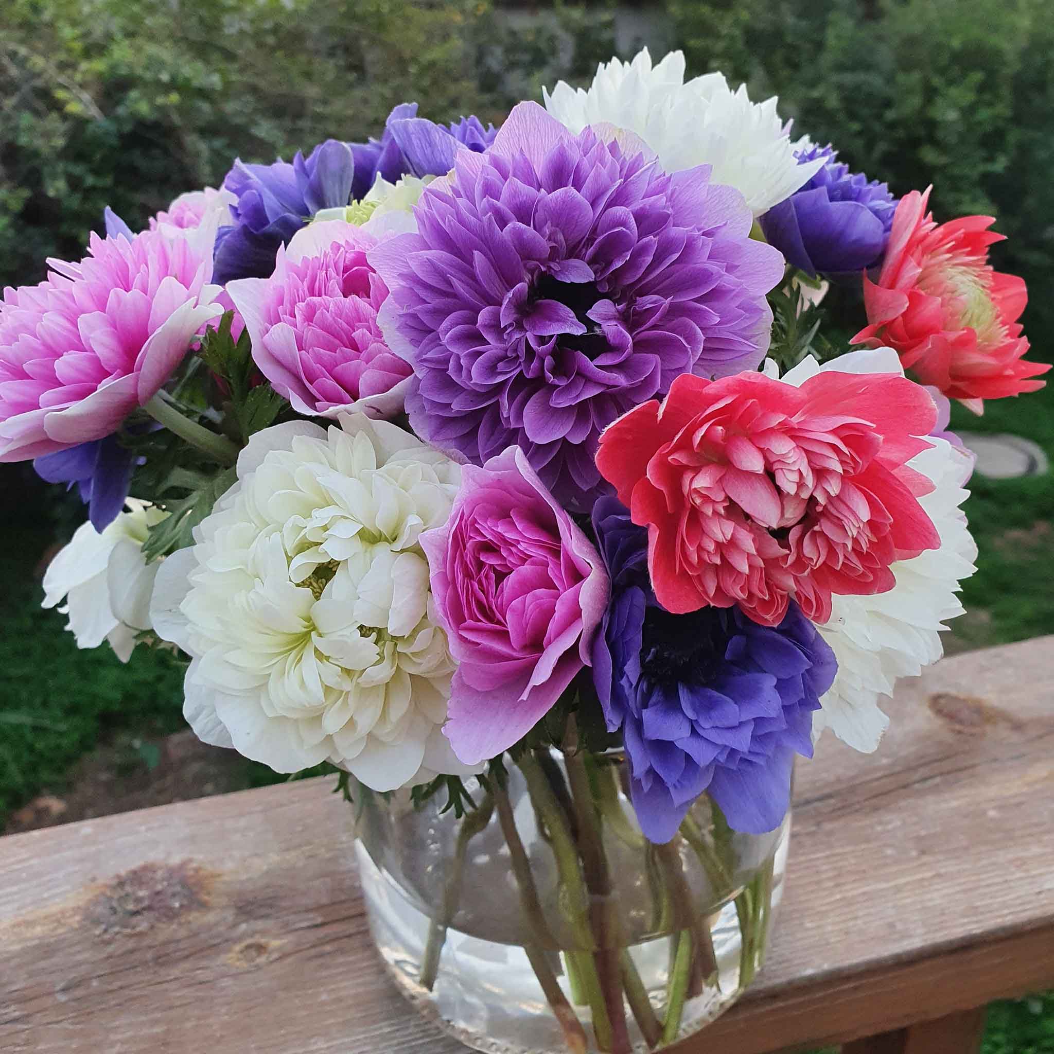 Double Anemone Seeds