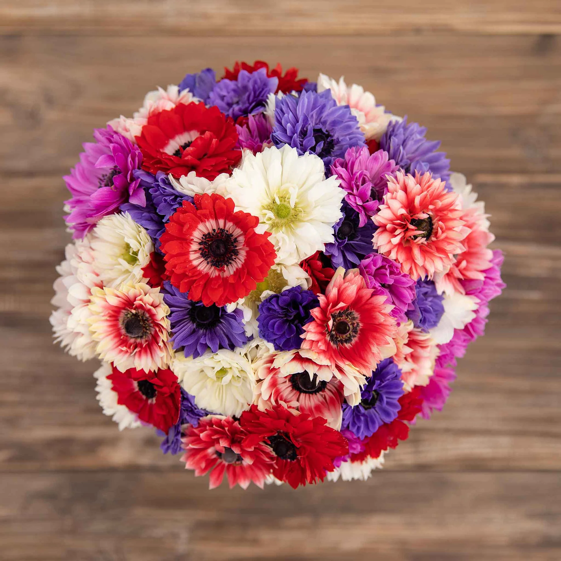 Double Anemone Seeds