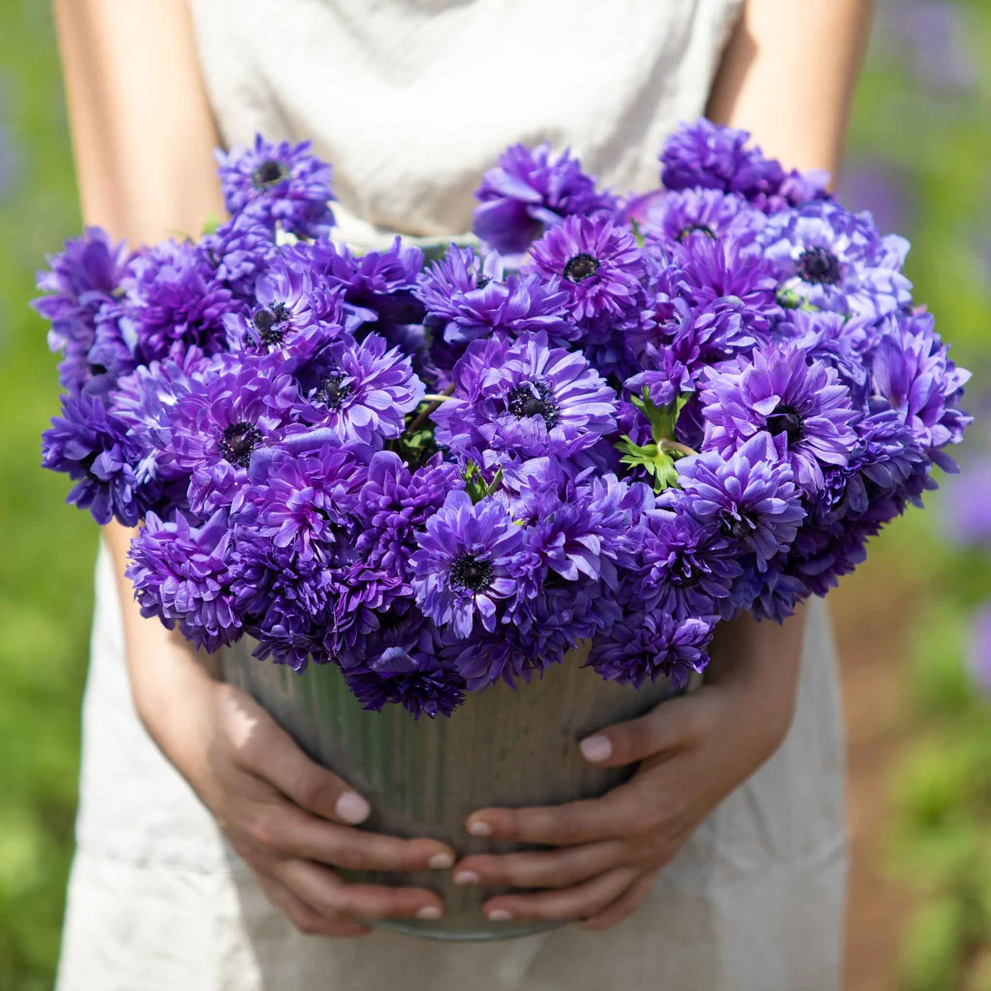 Anemone Fullstar Purple Seeds