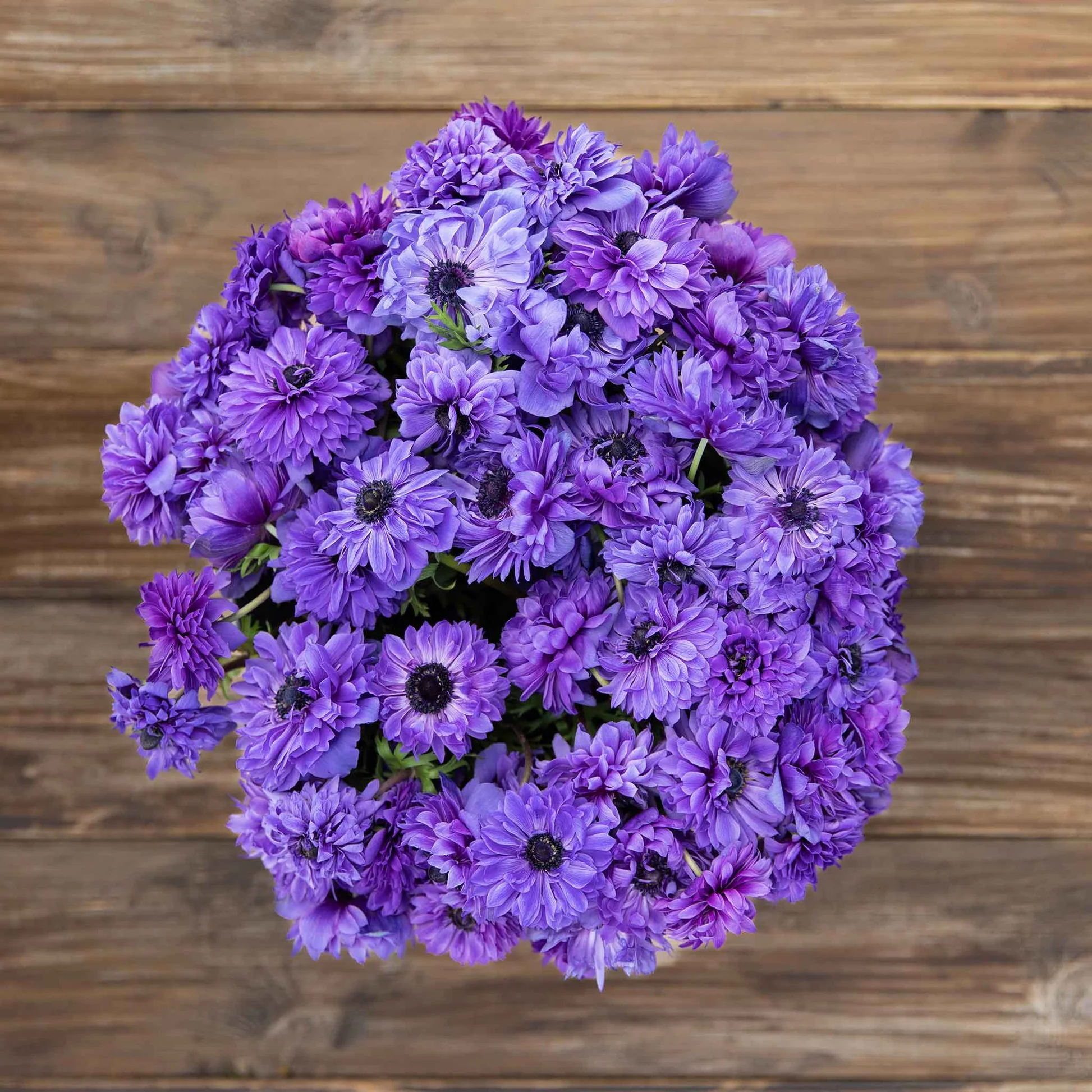 Anemone Fullstar Purple Seeds