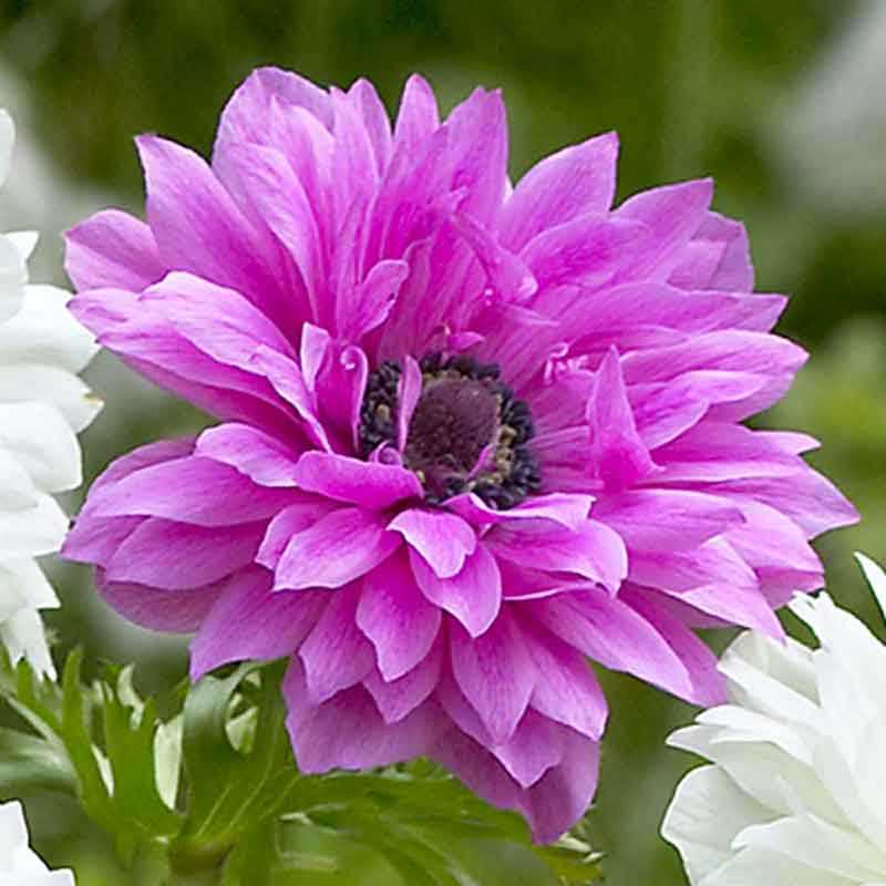 Fullstar Pink Anemone Seeds