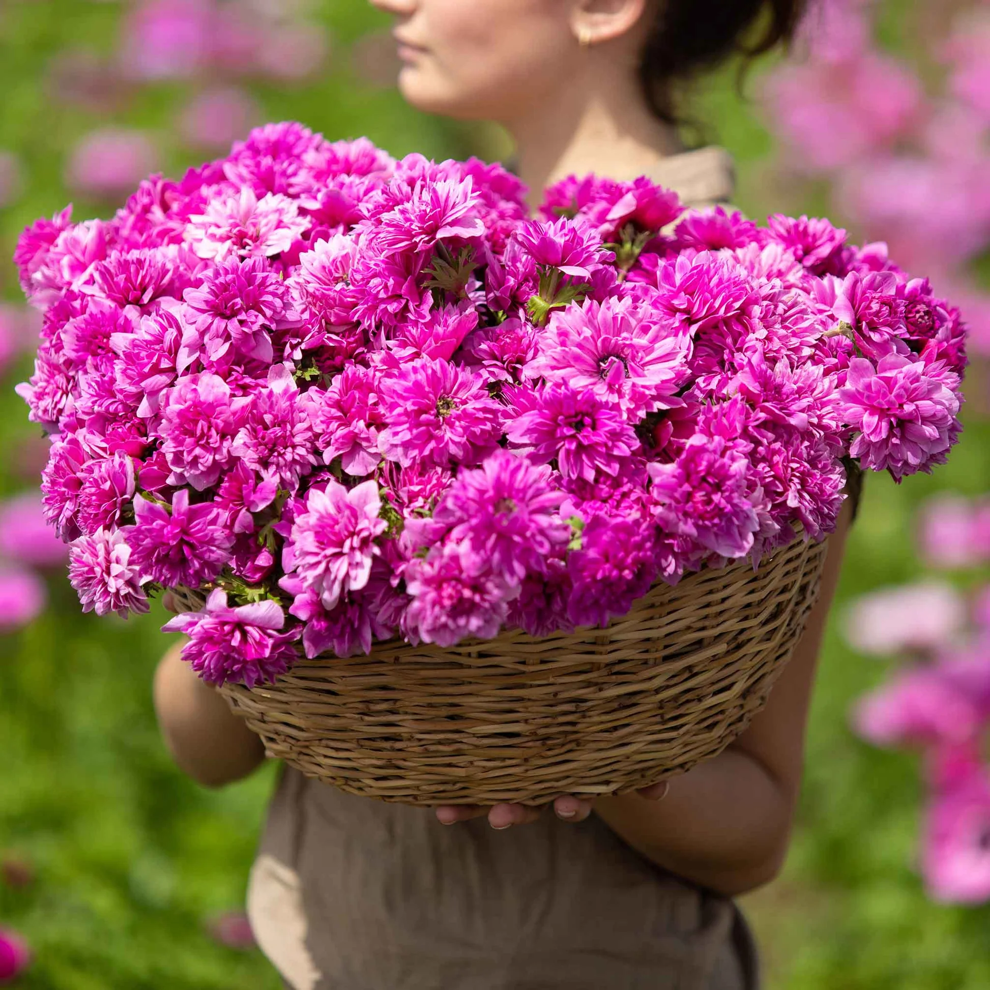 Fullstar Pink Anemone Seeds