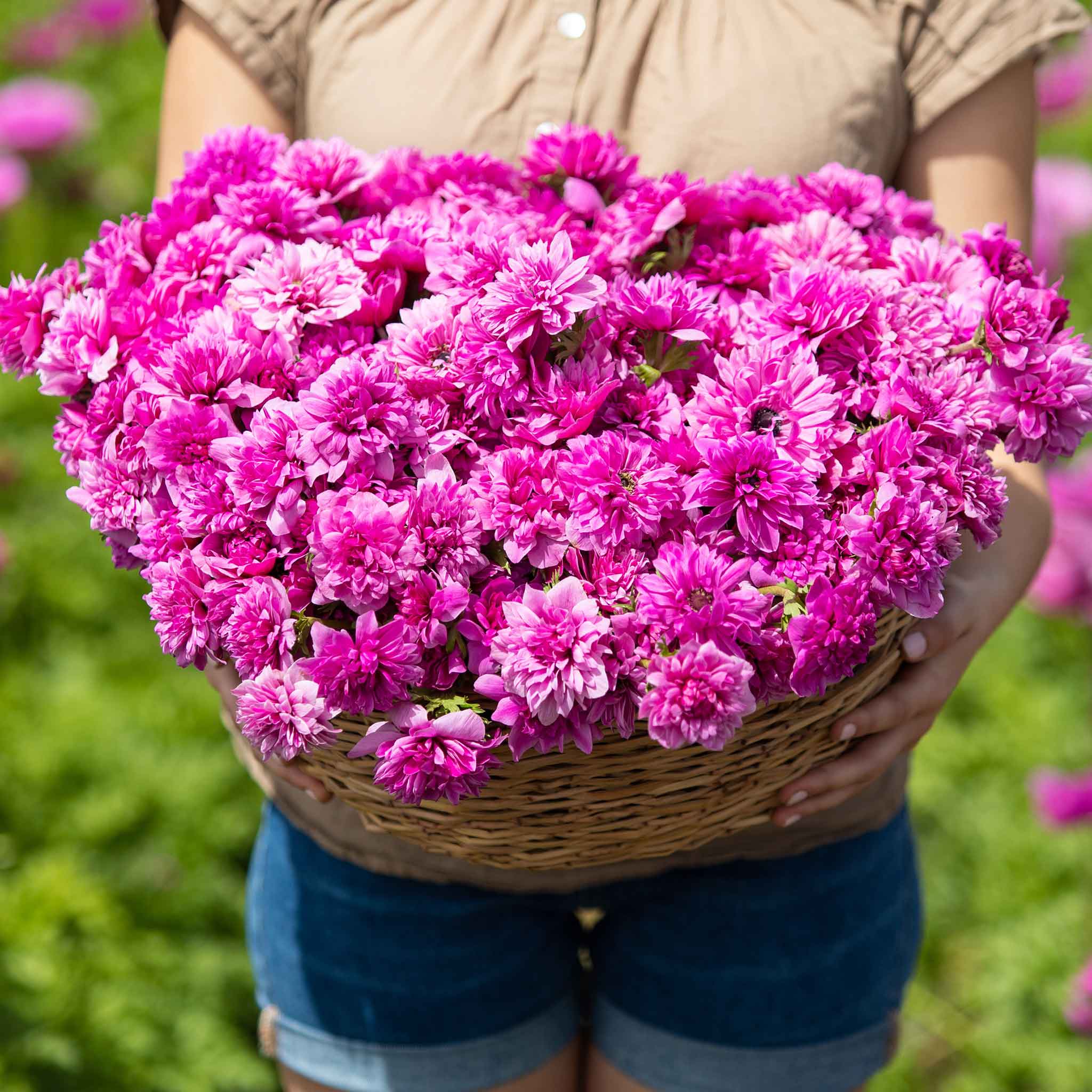 Fullstar Pink Anemone Seeds