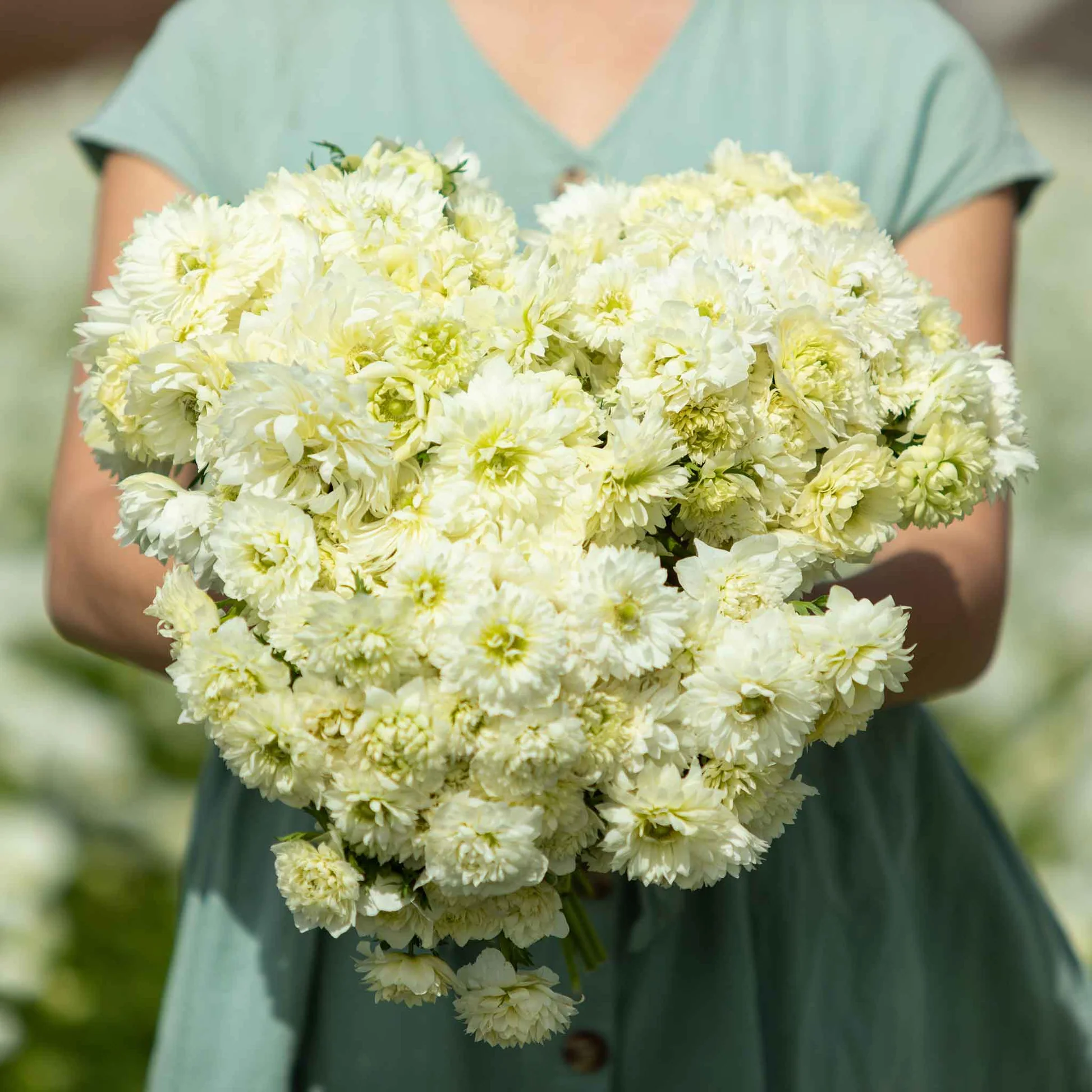 Fullstar White Anemone Seeds