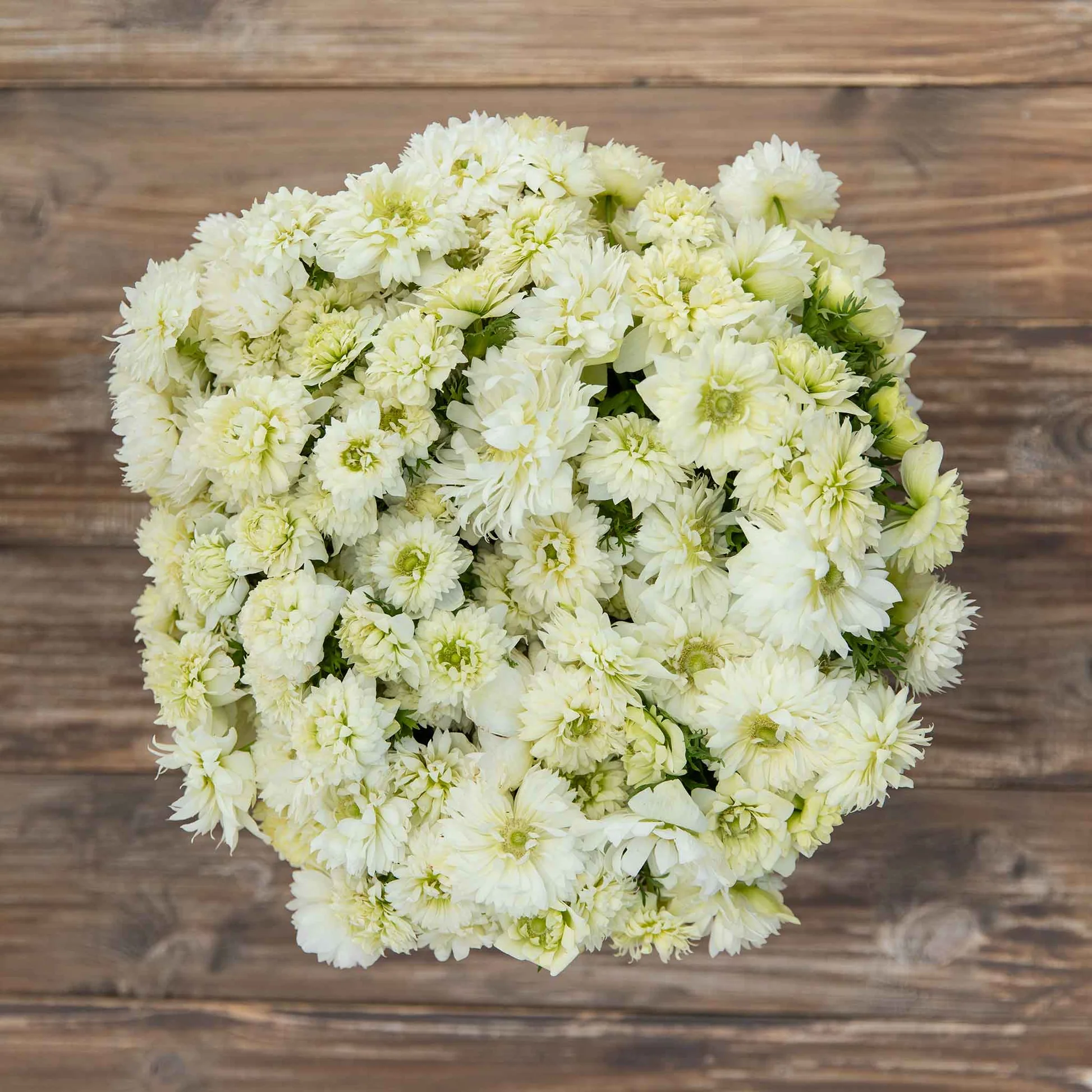 Fullstar White Anemone Seeds