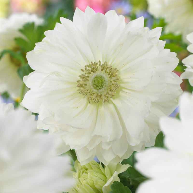 Fullstar White Anemone Seeds