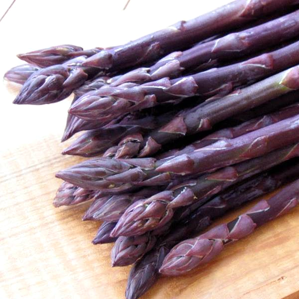 Purple Passion Seeds-chloriseeds