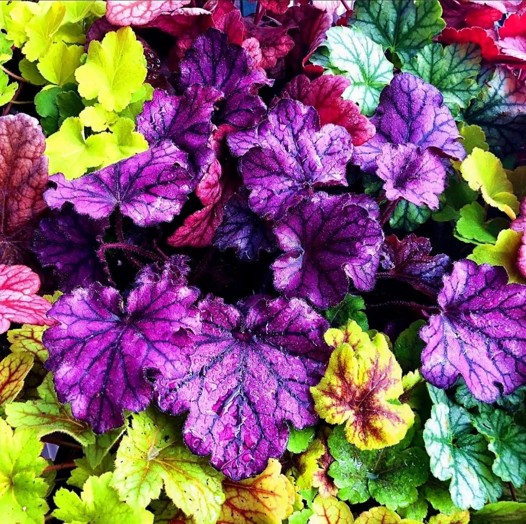 Mixed Rainbow Alum Root Seeds – 🌈 A Stunning Addition to Your Garden!