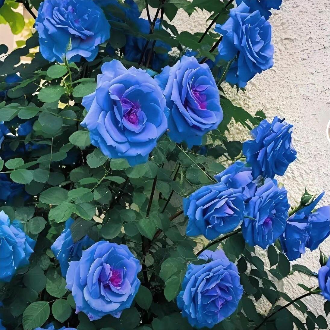 Blue Enchantress Roses - Rare-chloriseeds