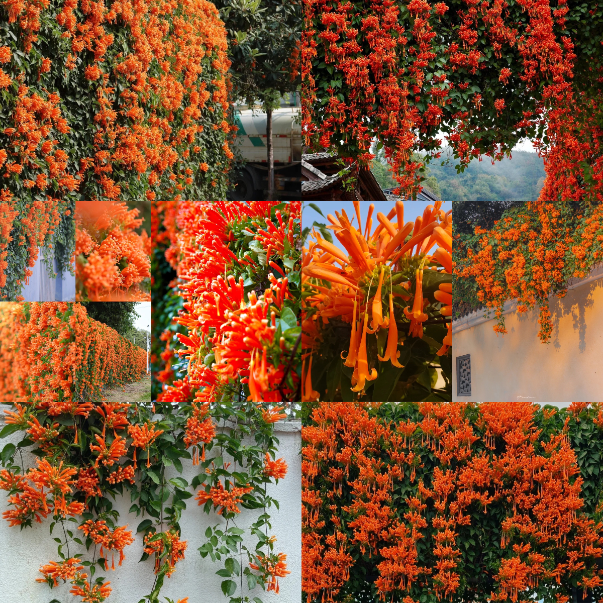 🧡Pyrostegia Venusta Flower