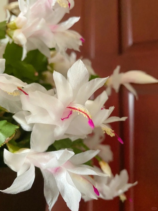 🔥Hot in 2024: 🌈Mixed Color Crab Claw Orchid