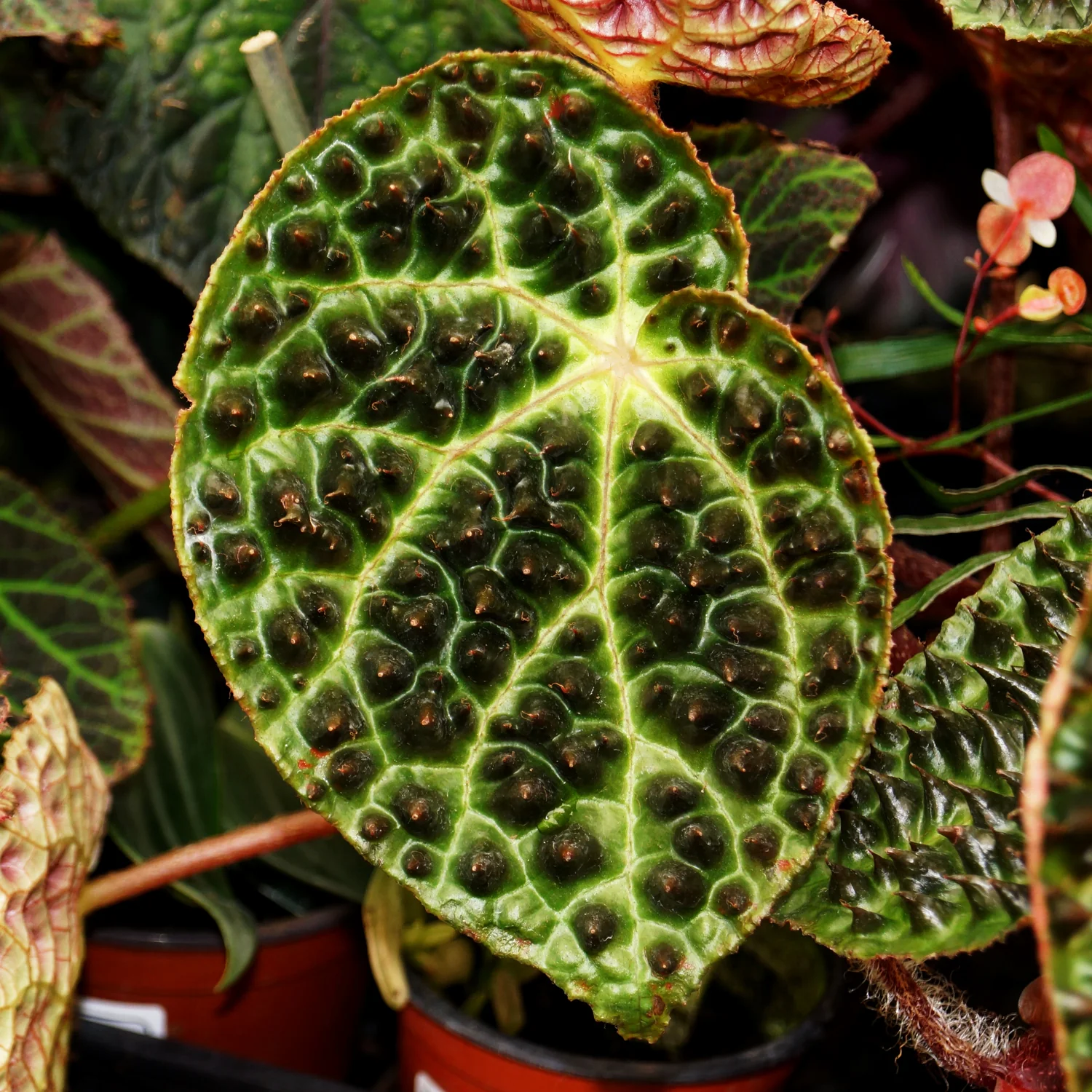 Begonia ferox (Begonia species)