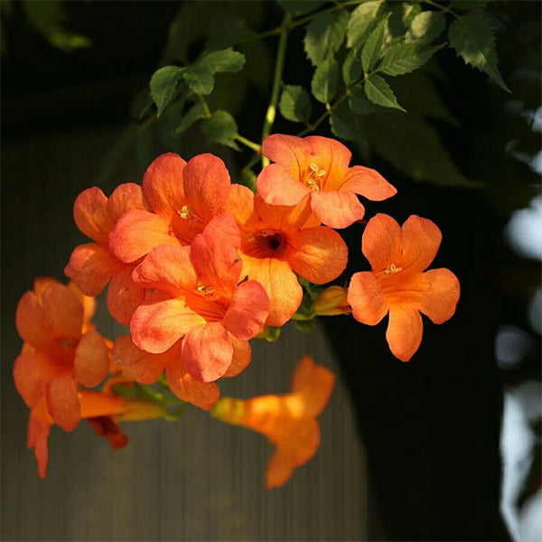Trumpet Vine-chloriseeds