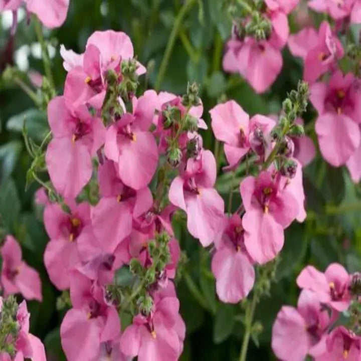 Diascia Pink Queen Seeds Perennial Abundant Pink Flowers Light Frost Tolerant-chloriseeds