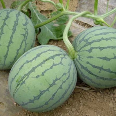 Thin Skin Ruby Mini Watermelons Seeds