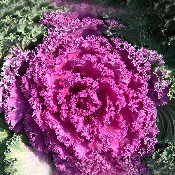 Purple Kale Seeds-chloriseeds