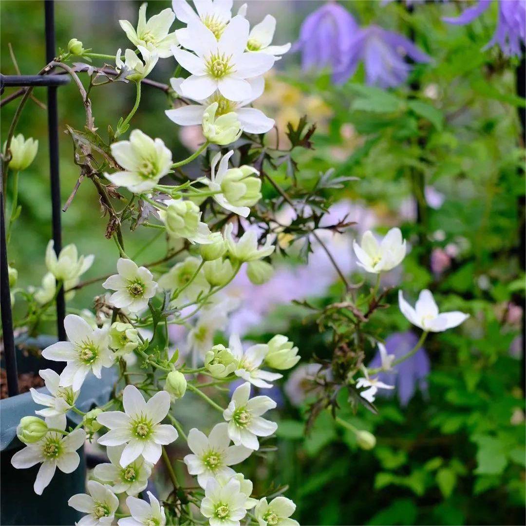 Climbing Clematis Seeds