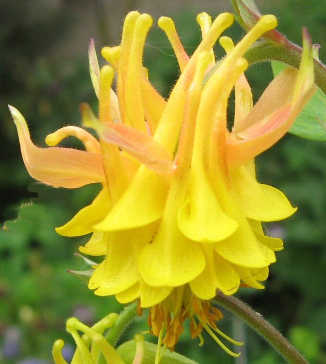 Aquilegia vulgaris 'Double Mix' Seeds