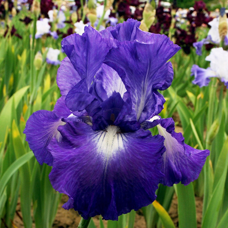 Reblooming Bearded Iris Collection