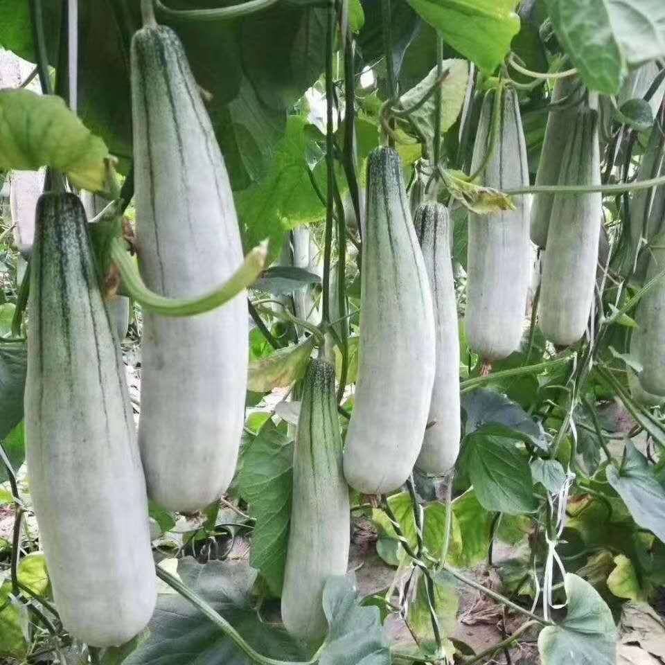 Croissant Muskmelon Seeds