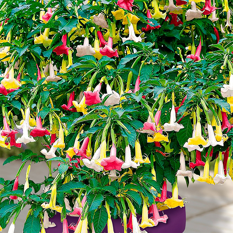 50pcs/Bag Datura Brugmansia Seeds Potted Bonsai Trumpets Angel Flower Seeds