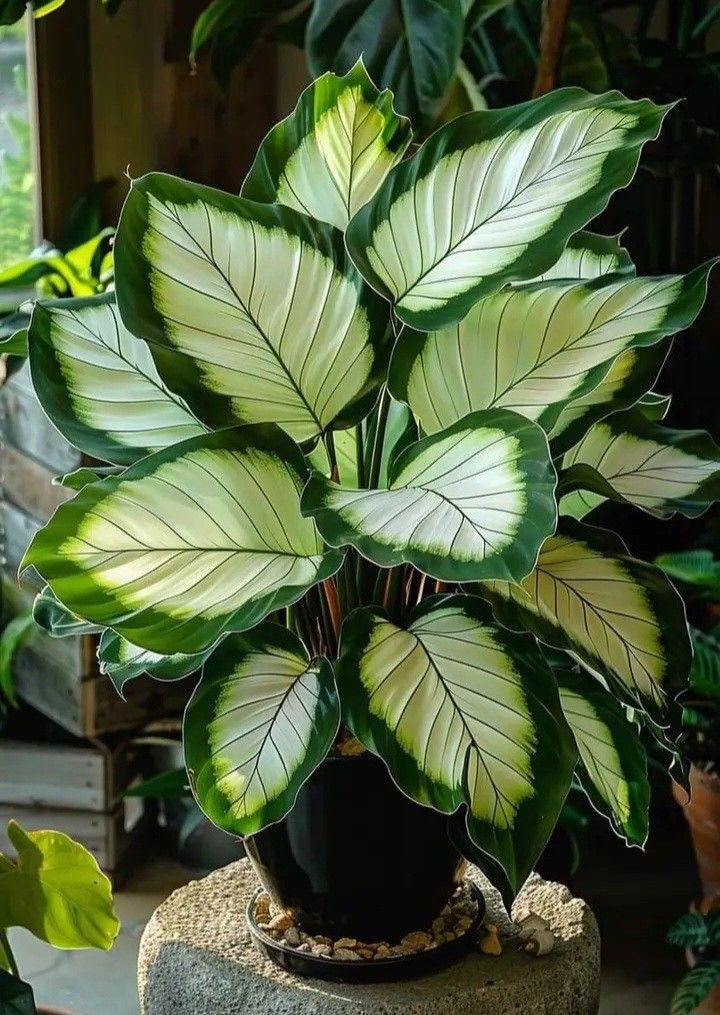 🎨🪴 Colorful Leaves– Grow Your Own Caladium#2