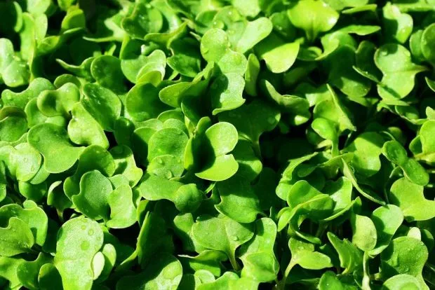 Rocket Cultivated herb Microgreens - Micro Rocket Cultivated herb x 2000 seeds