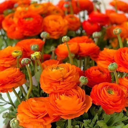 🌸 Perennials Ranunculus  Mixed color Plants  - Home Garden Flower Seeds