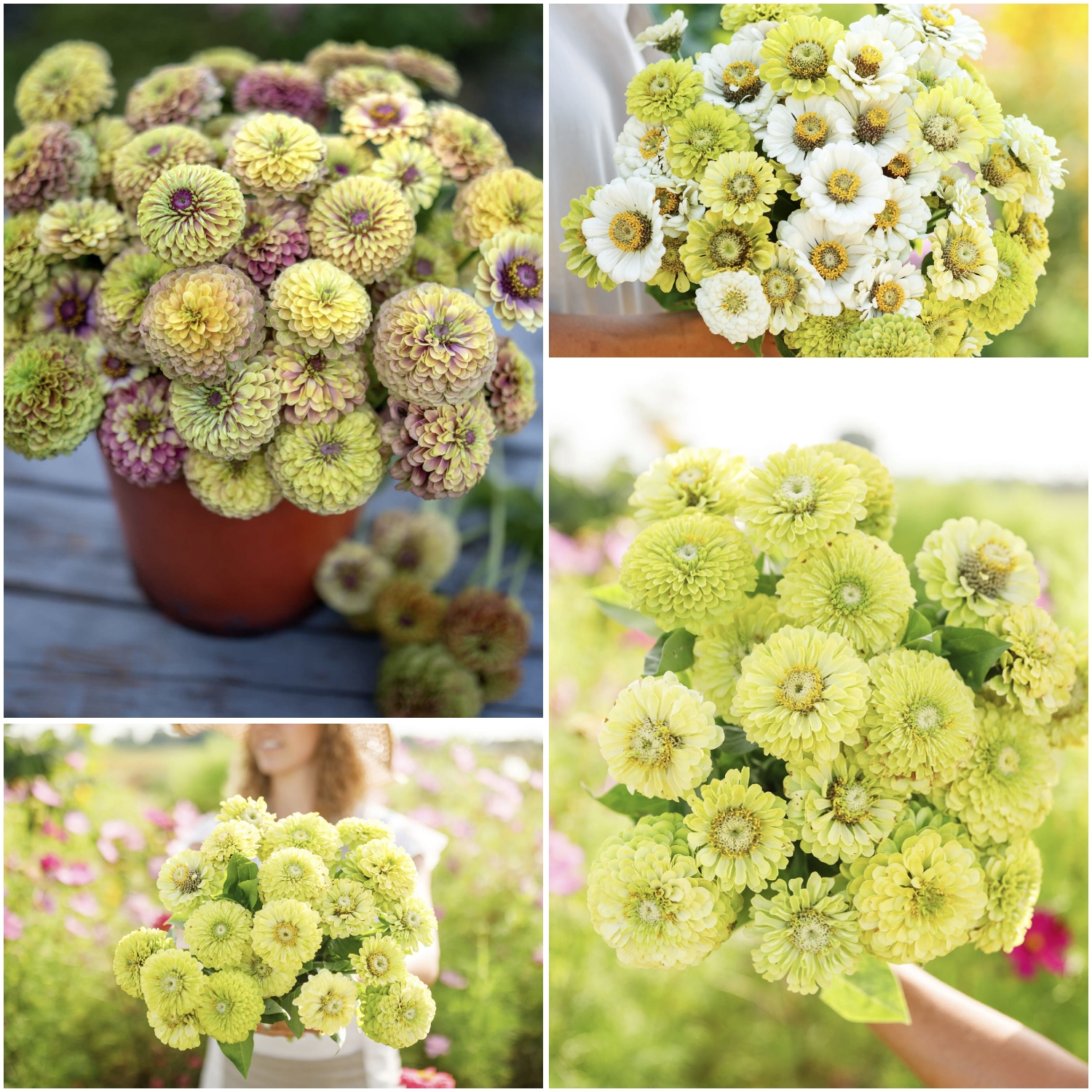 Green with Envy Flower Seed Mix