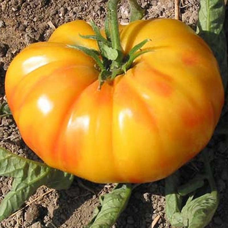 Old German Tomato Heirloom Seeds - B225