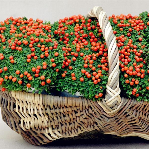Egrow 50Pcs（100Pcs）/Bag Lamp Beads Grass Seeds Flower Seeds Garden Bonsai Plant for Home Garden Plants-chloriseeds