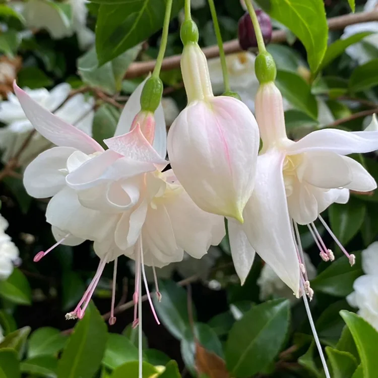 🧚‍♀️Fuchsia Flower Seeds-The fairy flower