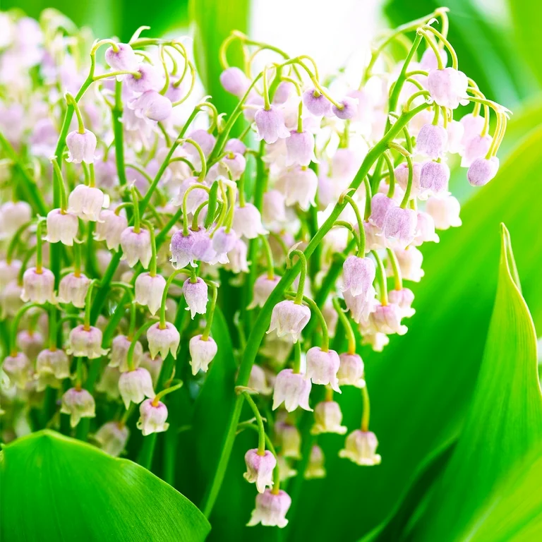 🌸 Lily of the Valley Seeds – A Symbol of Purity & Grace! 🌿