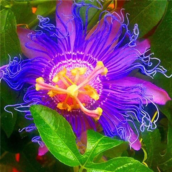 Egrow 50Pcs/Pack Passion Flower Seeds Garden Rare Passiflora Incarnata Fruit Plants Seeds-chloriseeds
