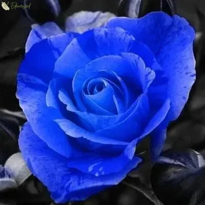 💙BLAUE ZAUBERROSENSAMEN✨