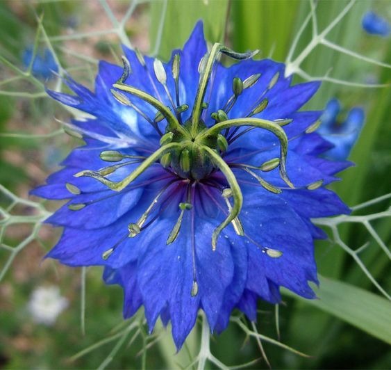 Rare Love-in-a-Mist Seeds, Nigella Sativa Seeds