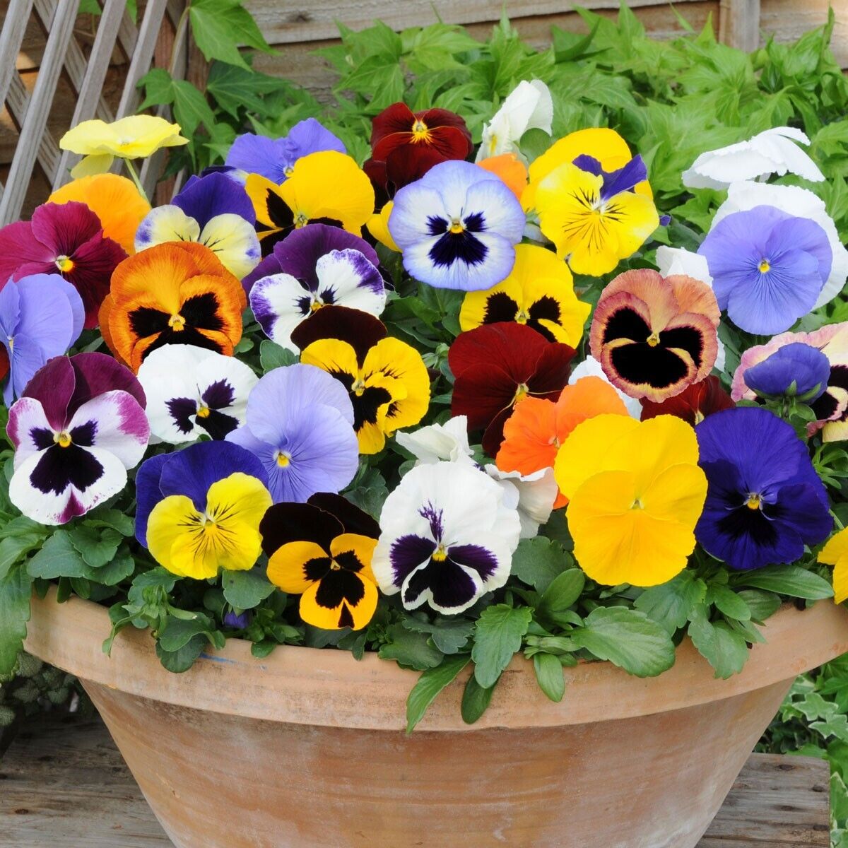 100Pcs Pansy Giant Fancy Mix Seeds