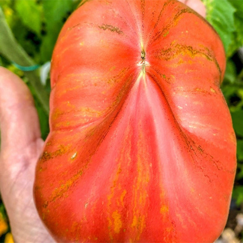 CRUSHED HEART Tomato - Organic Heirloom Seeds-chloriseeds