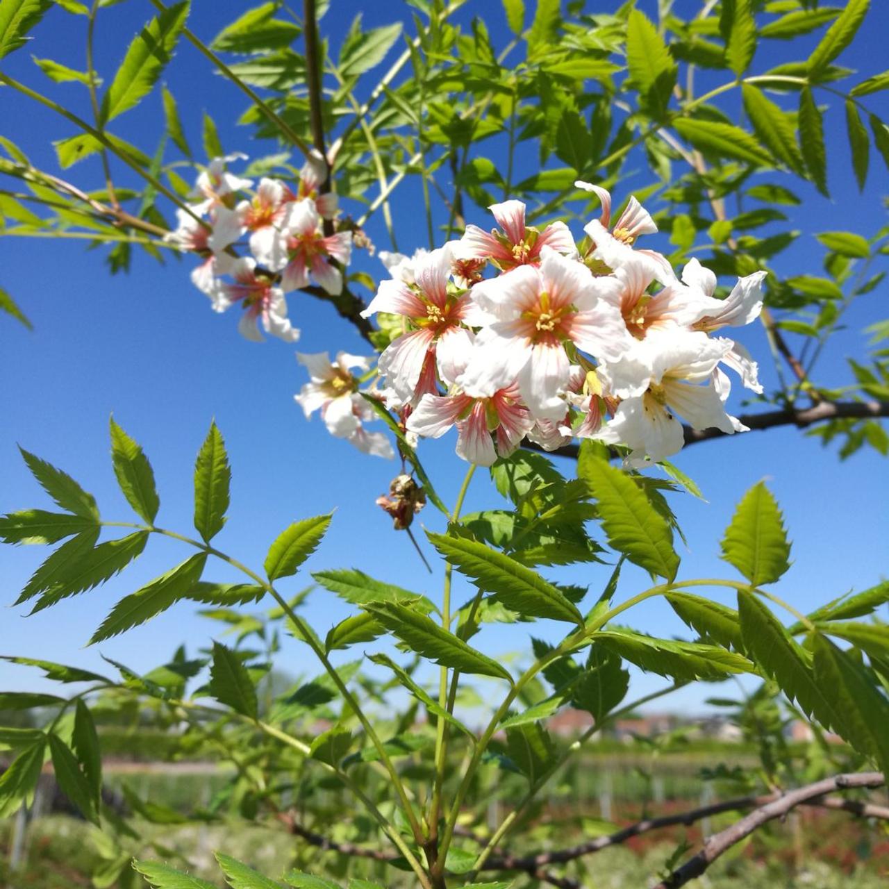 Xanthoceras Sorbifolia, Raintree Flower Seeds